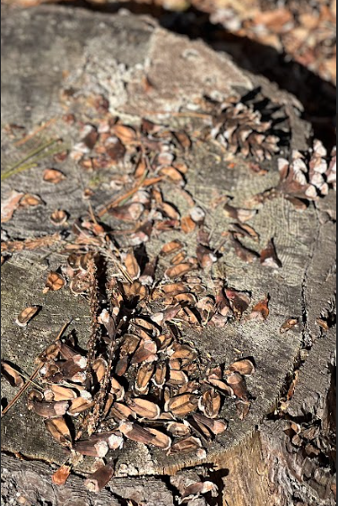 Close-up photograph of numerous pine cone scales and seeds scattered naturally across a weathered tree stump surface.
